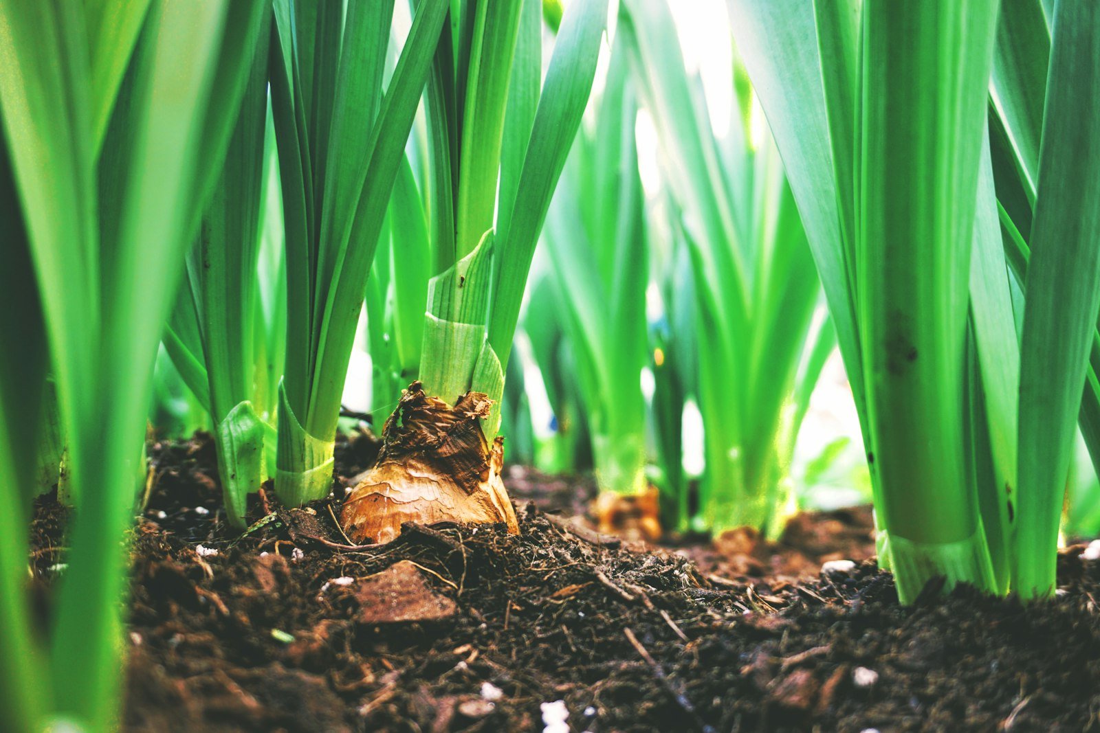 Your First Garden in New England: Start This Fall